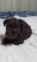 Scotty, a male Miniature Schnauzer for sale in Saluda, SC – 1 of 9