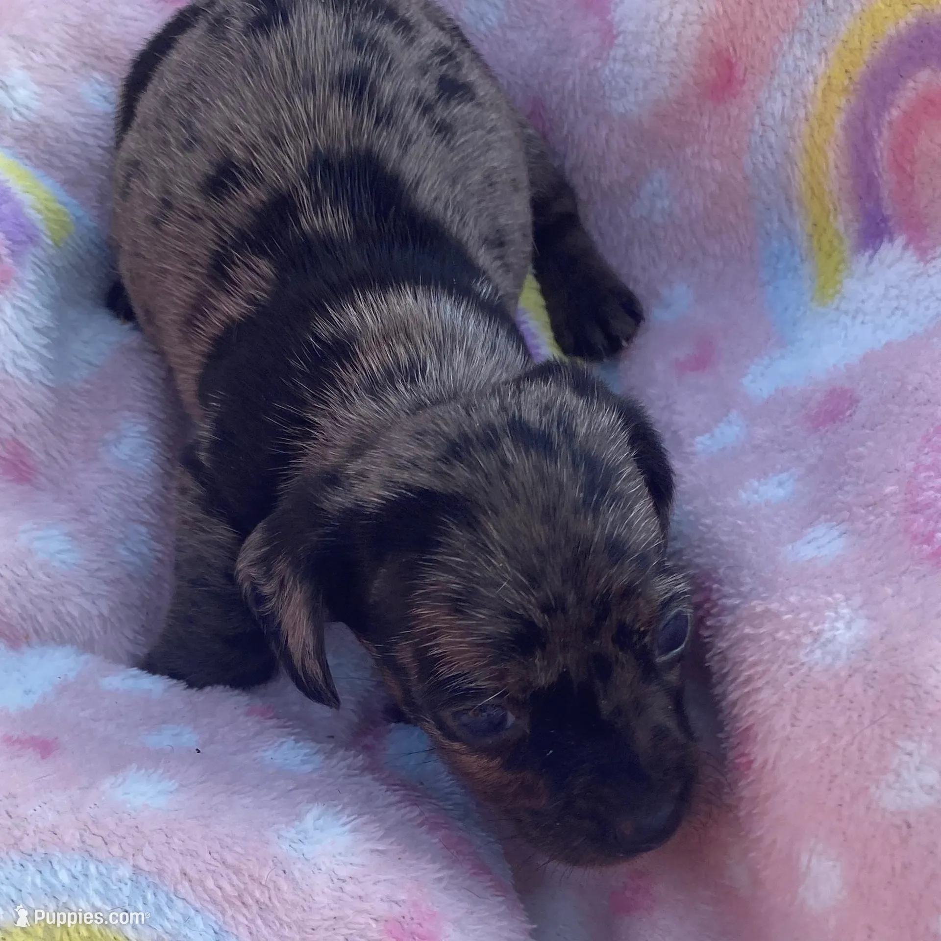 Marla – Miniature Dachshund puppy for sale in Saluda, SC