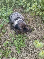 Marla, a female Miniature Dachshund for sale in Saluda, SC – Photo 4 of 4