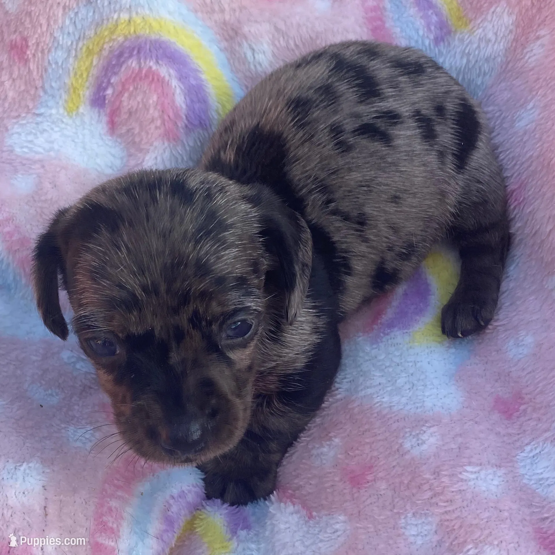 Marla, a female Miniature Dachshund for sale in Saluda, SC – Photo 2 of 4
