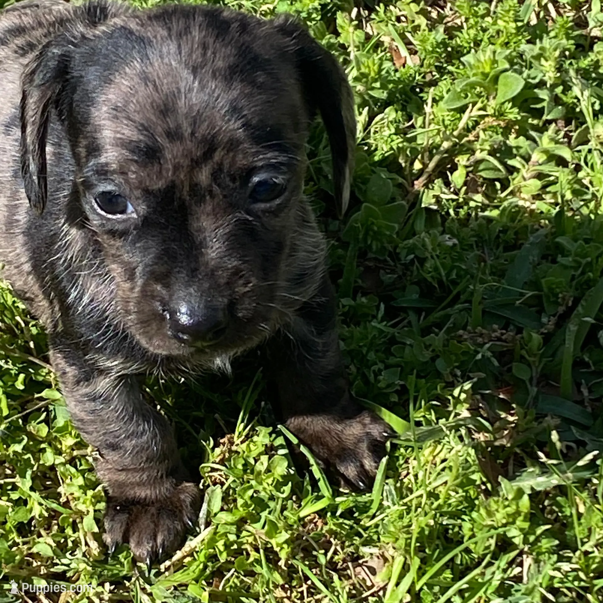 Marla – Miniature Dachshund puppy for sale in Saluda, SC