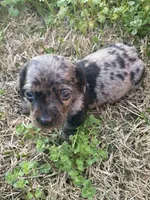 Marla, a female Miniature Dachshund for sale in Saluda, SC – Photo 3 of 4