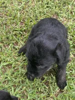 Diesel , a male American Pit Bull Terrier and Miniature Goldendoodle for sale in Saluda, SC – 3 of 5