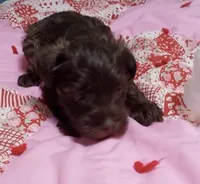 Scarlet, a female Miniature Schnauzer for sale in Saluda, SC – 3 of 4