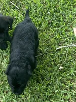 Lenex, a male American Pit Bull Terrier and Miniature Goldendoodle for sale in Saluda, SC – 3 of 5