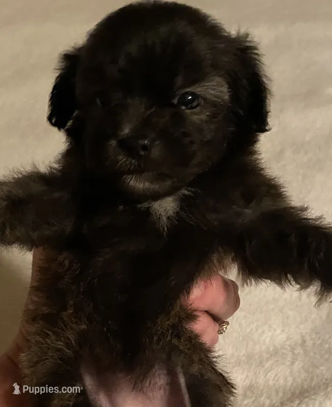 Karla – Shihpoo puppy for sale in Saluda, SC