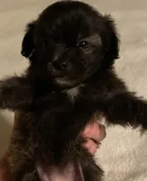 Karla, a female Shihpoo for sale in Saluda, SC – 1 of 7
