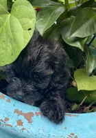 Kerri, a female Shihpoo for sale in Saluda, SC – 2 of 7
