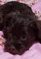 Scarlet, a female Miniature Schnauzer for sale in Saluda, SC – 4 of 4