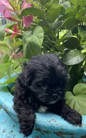 Cooper, a female Shihpoo for sale in Saluda, SC – 4 of 7