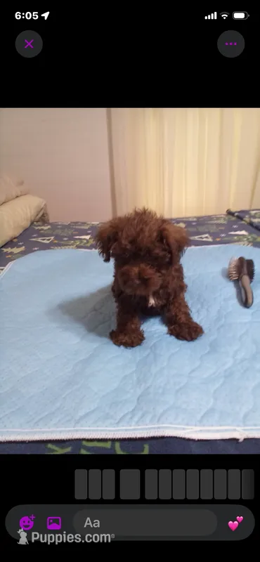 Scarlet – Miniature Schnauzer puppy for sale in Saluda, SC