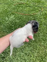 Daisy, a female Miniature Dachshund for sale in Saluda, SC – 2 of 9