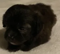 Kerri, a female Shihpoo for sale in Saluda, SC – 6 of 7