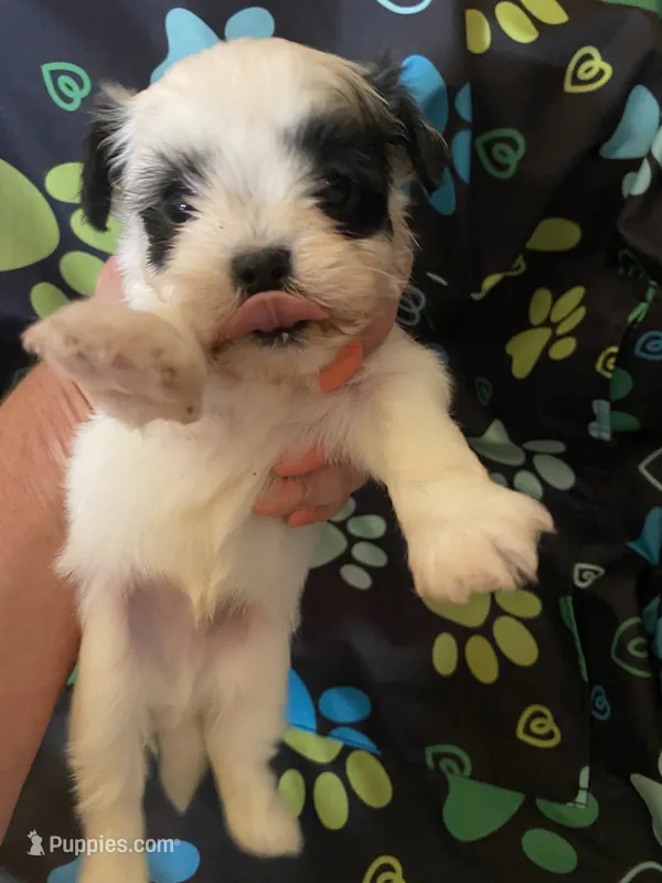 Bentley  – Maltipoo puppy for sale in Saluda, SC