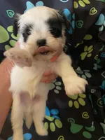 Bentley , a male Maltipoo for sale in Saluda, SC – 6 of 7
