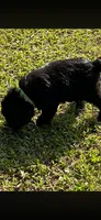 Maxwell, a male Giant Schnauzer for sale in Saluda, SC – 2 of 3