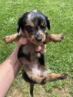 Dolly, a female Miniature Dachshund for sale in Saluda, SC – 2 of 9