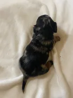 Dolly, a female Miniature Dachshund for sale in Saluda, SC – 3 of 9