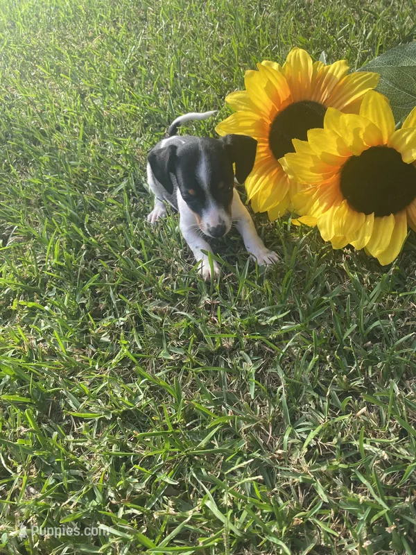 Lila  – Miniature Dachshund puppy for sale in Saluda, SC
