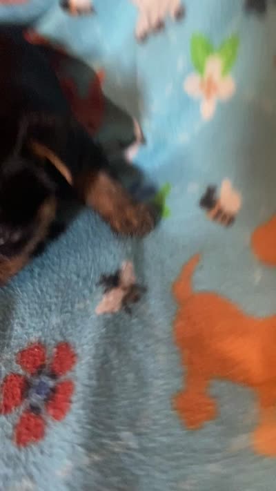 Rascal, a male Yorkshire Terrier for sale in Saluda, SC – 7 of 7