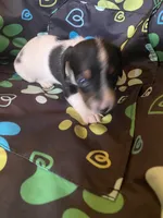 Mocha , a female Miniature Dachshund for sale in Saluda, SC – 2 of 6