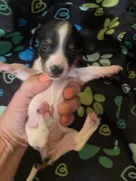 Mocha , a female Miniature Dachshund for sale in Saluda, SC – 5 of 6