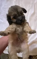 Poppy, a female Shihpoo for sale in Saluda, SC – 7 of 7