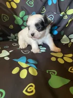 Bentley , a male Maltipoo for sale in Saluda, SC – 5 of 7
