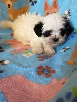 Bentley , a male Maltipoo for sale in Saluda, SC – 8 of 10