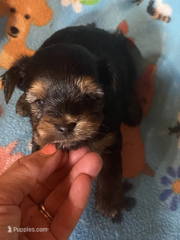 Rascal – Yorkshire Terrier puppy for sale in Saluda, SC