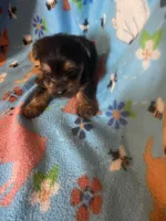 Rascal, a male Yorkshire Terrier for sale in Saluda, SC – 6 of 7