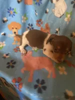 Gracie, a female Miniature Dachshund for sale in Saluda, SC – 6 of 9