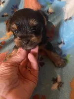 Rascal, a male Yorkshire Terrier for sale in Saluda, SC – 3 of 7