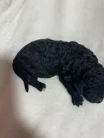 Midnight , a male Miniature Goldendoodle for sale in Saluda, SC – 2 of 9