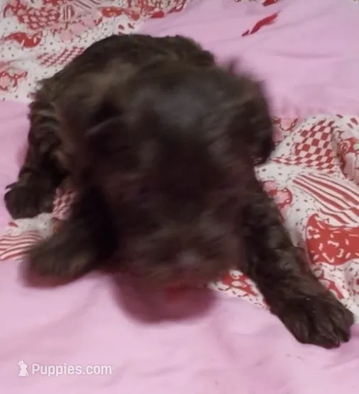 Scarlet – Miniature Schnauzer puppy for sale in Saluda, SC