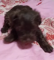 Scarlet, a female Miniature Schnauzer for sale in Saluda, SC – 1 of 4