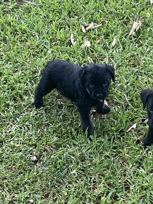 Scarlet – American Pit Bull Terrier, Miniature Goldendoodle puppy for sale in Saluda, SC