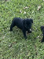 Scarlet, a female American Pit Bull Terrier and Miniature Goldendoodle for sale in Saluda, SC – 1 of 6