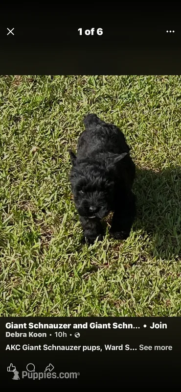 Maxwell – Giant Schnauzer puppy for sale in Saluda, SC