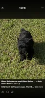 Maxwell, a male Giant Schnauzer for sale in Saluda, SC – 1 of 3