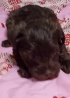 Scarlet, a female Miniature Schnauzer for sale in Saluda, SC – 2 of 4
