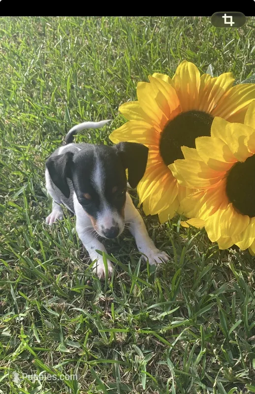 Lila  – Miniature Dachshund puppy for sale in Saluda, SC