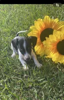 Lila , a female Miniature Dachshund for sale in Saluda, SC – 3 of 9