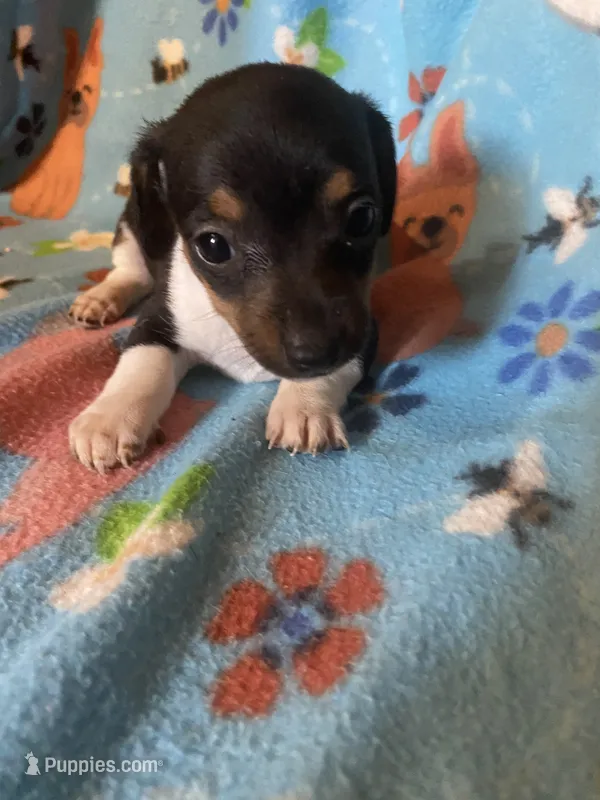 Mocha  – Miniature Dachshund puppy for sale in Saluda, SC