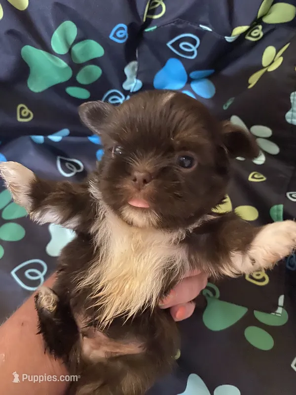 Cocoa – Shih Tzu puppy for sale in Saluda, SC