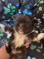 Cocoa, a male Shih Tzu for sale in Saluda, SC – 1 of 8