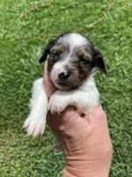 Daisy, a female Miniature Dachshund for sale in Saluda, SC – 1 of 9