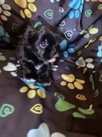 Benny, a male Maltipoo for sale in Saluda, SC – 3 of 4
