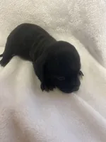 Sasha, a female Miniature Dachshund for sale in Saluda, SC – Photo 3 of 6