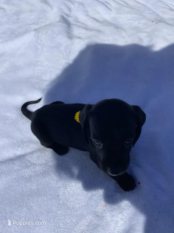 Sasha – Miniature Dachshund puppy for sale in Saluda, SC